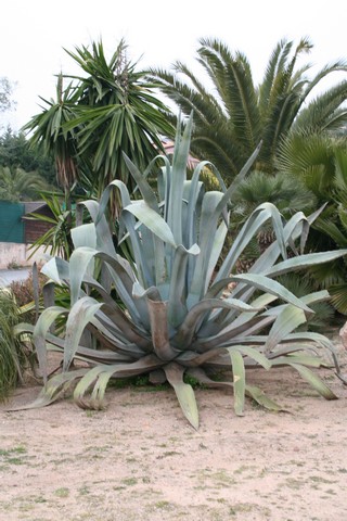 Cactus et palmier plante de la cote d'Azur