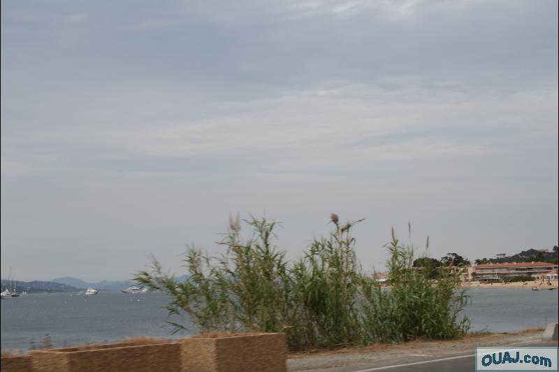 Joncs bord de mer sur la route de Saint Tropez