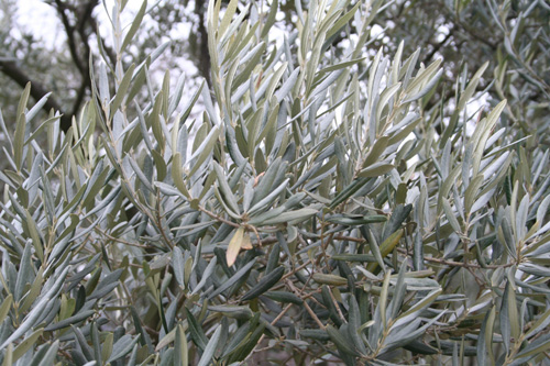 Photo feuilles d'olivier de pres