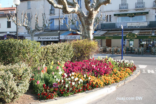 Parterre de fleurs Sainte Maxime