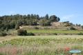 Coquelicots, champs de vignes et blé sur une colline boisée du Luberon