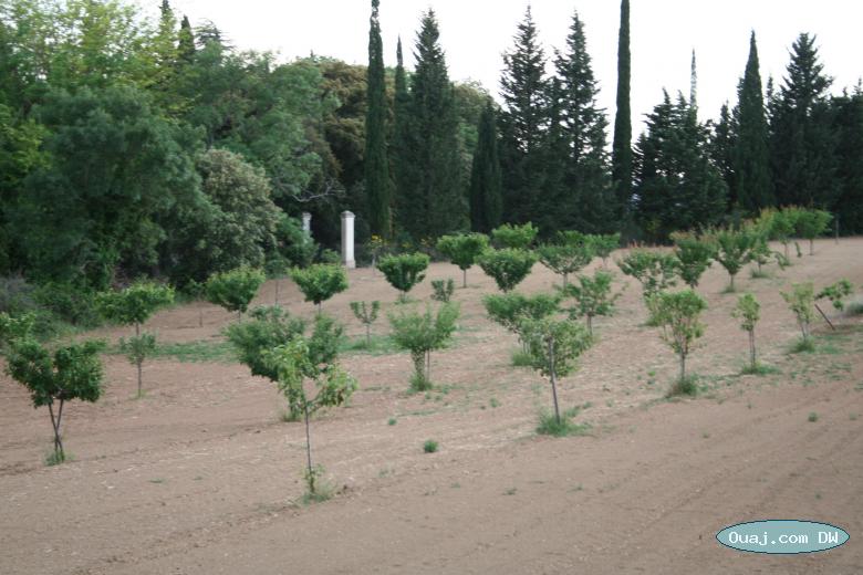 Plantation de jeunes arbres