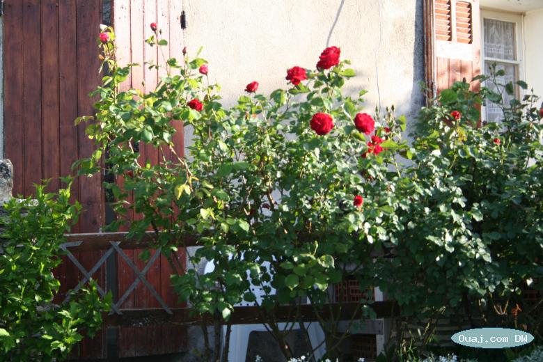 Belles roses sur un balcon de Reillanne