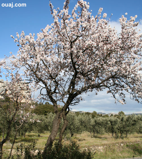 Arbre en fleur - Les Alpilles en Provence